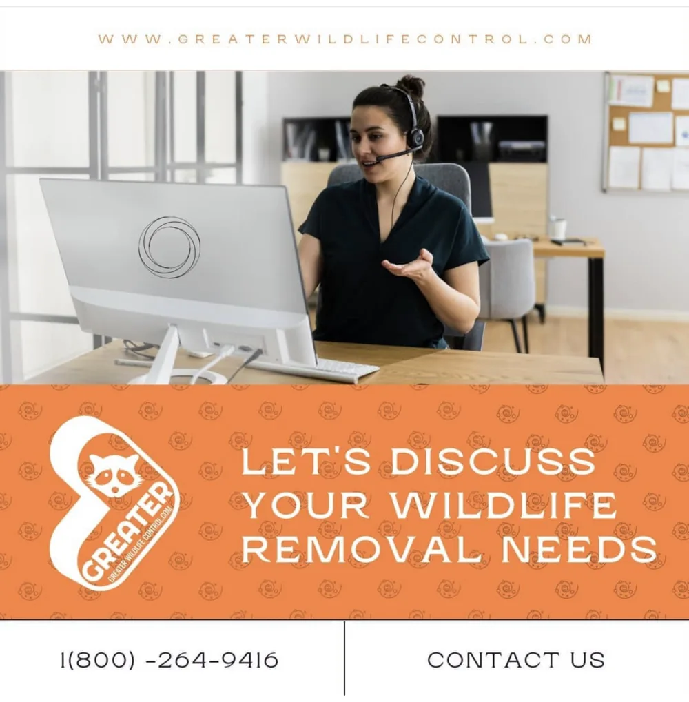 Greater Wildlife Control customer service agent with a headset booking a wildlife removal appointment, with the phone number 1 (800) 264-9416